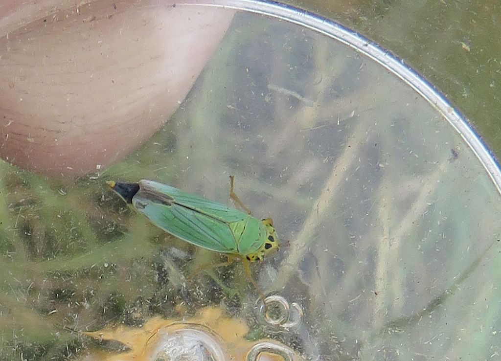  Cicadella virdis